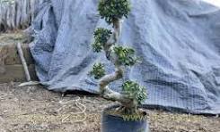 Round Leaves Ficus S Shape Bonsai supplier,manufacturer
