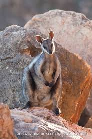 Operation rock wallaby aims to feed millions of threatened animals in the scorched ecosystem. Black Flanked Rock Wallaby Petrogale Lateralis Lateralis This Species Lives In Rocky Outcrop Australian Native Animals Australian Animals Australia Animals