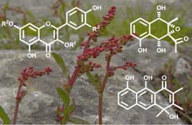 Image result for Rumex lanceolatus