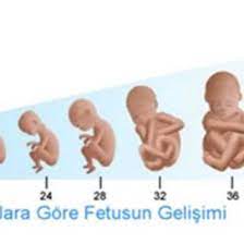 gebelikte hafta hafta bebegin boyu ve kilosunu hesaplama gebe com