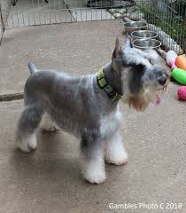 Miniature Schnauzer Grooming Styles Pictures All About