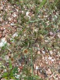 Image result for Dicoma tomentosa