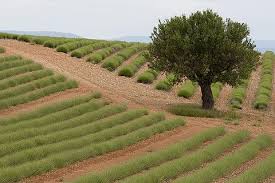 Подписчиков, 492 подписок, 829 публикаций — посмотрите в instagram фото и видео provence alpes côte d'azur (@visitsouthoffrance). Manosque France Alpes De Haute Provence Provence Alpes Cote D Azur Tourism Attractions And Travel Guide For Manosque