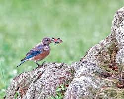 Pest analysis is a tool which helps you to understand the macroenvironment in which an organization functions. Study At Penn State To Examine Potential For Birds To Eat Spotted Lanternfly Fruit Growers News