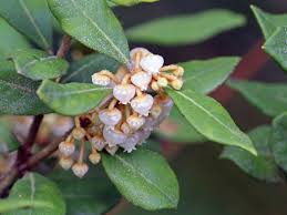 Image result for Rawsonia lucida