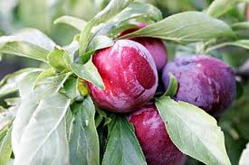 Erett Szilva Egy Szilvafa Photo Credit Wikipedia Buy Fruit Trees Plum Fruit Fruit Trees