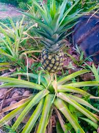 Image result for Marquesia macroura