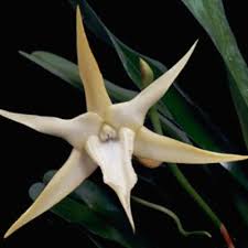 Image result for Angraecum chamaeanthus