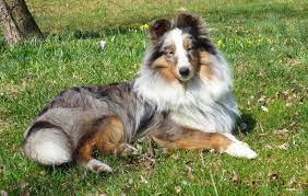 Available Shetland Sheepdogs Puppies For Sale In Elizabethtown Pa Lnd Shelties Shetland Sheepdog Puppy Shetland Sheepdog Shetland Sheepdog Puppies