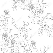 White floral pattern transparent background. Seamless Pattern Background With Floral Pattern With Feijoa Blooming Flowers Vector Illustration Without Gradients And Transparency Outline Drawing Royalty Free Cliparts Vectors And Stock Illustration Image 107703391