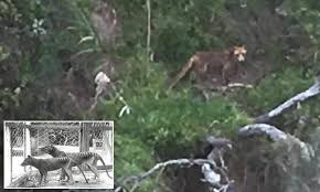 See more ideas about thylacine, tasmanian tiger, tasmanian. Proof Tasmanian Tiger Still Alive Farmer Spots Mystery Beast Prowling Bush Wasn T Scared Of Humans Daily Mail Online