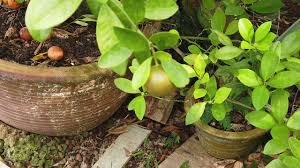 Cara tanam limau kasturi dalam pot agar berbuah banyak cara tanam: Pokok Limau Kasturi Calamansi å‰å­ Youtube