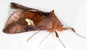 Image result for Autographa bractea