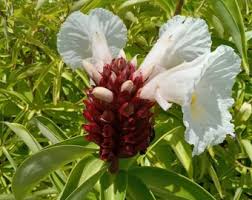 Image result for Costus subbiflorus