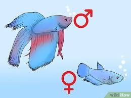‍ ‍ when male bettas flare, they have what's known as a beard that sticks out rather largely from their gills beneath their operculum or gill cover. How To Determine The Sex Of A Betta Fish 9 Steps With Pictures