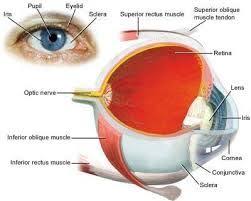 Felt Eye Images Google Suche Eye Health Benefits Of Drinking Coffee Health