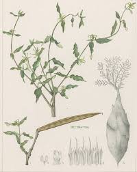 Image result for Fockea multiflora