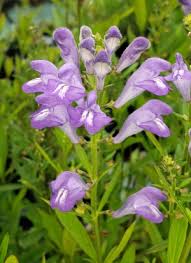 Image result for Justicia incana