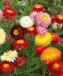 Tall Double Mixed Color Helichrysum Straw Flower Seeds 10 Etsy In 2021 Dried Flower Arrangements Dried Flower Bouquet Straw Flowers