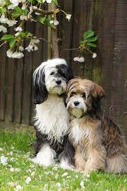Tibetan Terrier Dogs Beautiful Dogs Tibetan Terrier