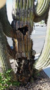 Vinegar can be used to kill cactus mold or fungus. What Is Bacterial Necrosis Learn About Bacterial Necrosis Of Saguaro Cactus
