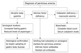 Pernicious Anemia New Insights From A Gastroenterological