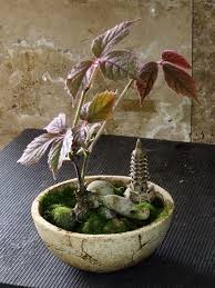 Image result for Cyphostemma spinosopilosum