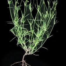 Image result for Cordylostigma longifolium