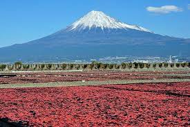 Mt Fuji Private One Day Tour By Chartered Vehicle From Tokyo 2021