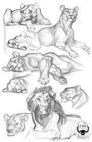 Jaw Cooper Illustration Portfolio Updated 2010 Animal Art Animal Drawings Animal Sketches