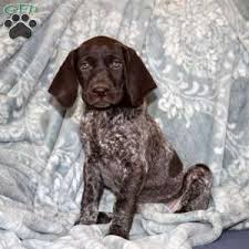This litter is out of two amazing stylish south texas quail and dove dogs. German Shorthaired Pointer Puppies For Sale Greenfield Puppies Pointer Puppies German Shorthaired Pointer German Shorthaired Pointer Dog