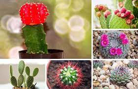 Powder puff cactus it requires more water and less light to maintain. 23 Of My Favorite Indoor Cactus Plants And Types Photos Home Stratosphere