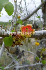 Image result for Sterculia rogersii