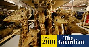 Discover british animals you've never heard of, and learn amazing facts about the ones you have! Humans Driving Extinction Faster Than Species Can Evolve Say Experts Conservation The Guardian