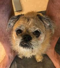 Find out about training, behavior, and care of huskydoodle dogs. 18 Pug Mixes That You Ll Wanna Squeeeeeeeeeesh