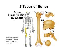 Bone anatomy of hand 12 photos of the bone anatomy of hand anatomy of hand bones and joints. The Skeletal System Labelling The Bones Ppt Video Online Download