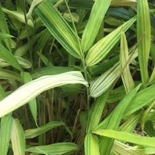 Image result for Pleioblastus fortunei