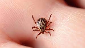 Red Meat Allergies Caused By Tick Bites Are On The Rise Whas11 Com