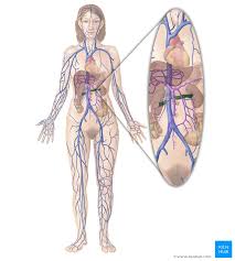 This product includes all the anatomy systems of a human female torso: Renal Vein Anatomy Tributaries Drainage Kenhub