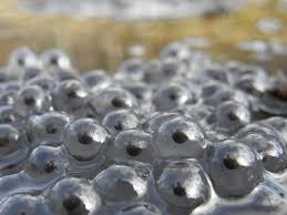 4 dry up or clean out. How To Kill Or Get Rid Of Frogs And Toads Dengarden