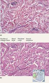 This Tissue Is Called Irregular Dense Connective Tissue This Resists Stretch In All Dire Teaching Biology Human Anatomy And Physiology Medical School Studying