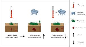The movie database (tmdb) is a popular, user editable database for movies and tv shows. Warming And Increased Precipitation Indirectly Affect The Composition And Turnover Of Labile Fraction Soil Organic Matter By Directly Affecting Vegetation And Microorganisms Sciencedirect