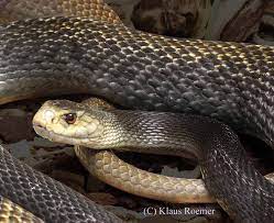 Oxyuranus Scutellatus Canni Papuan Taipan Types Of Snake Cool Snakes Snake