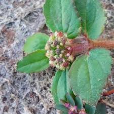 Image result for Euphorbia ophthalmica