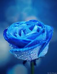 Saucerful Of Secrets Crystallize By Mylifethroughthelens Beautiful Rose Flowers Blue Roses Beautiful Roses