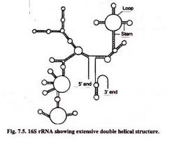 Rna Types 3 Main Types Of Rna With Diagram