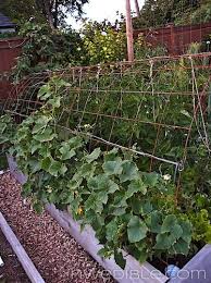 August Garden Photo Tour Vertical Vegetable Gardens Vegetable Garden August Garden