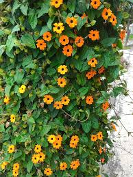 Image result for Thunbergia gregorii