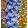 Hollyhocks can be grown in u.s. 1