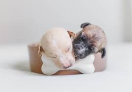 The mother dog should begin to eat puppy food during pregnancy, especially during the final two or three weeks. What To Feed Newborn Puppies Without Mother Doglovely